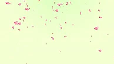 粉色花瓣透明通道背景视频视频的预览图
